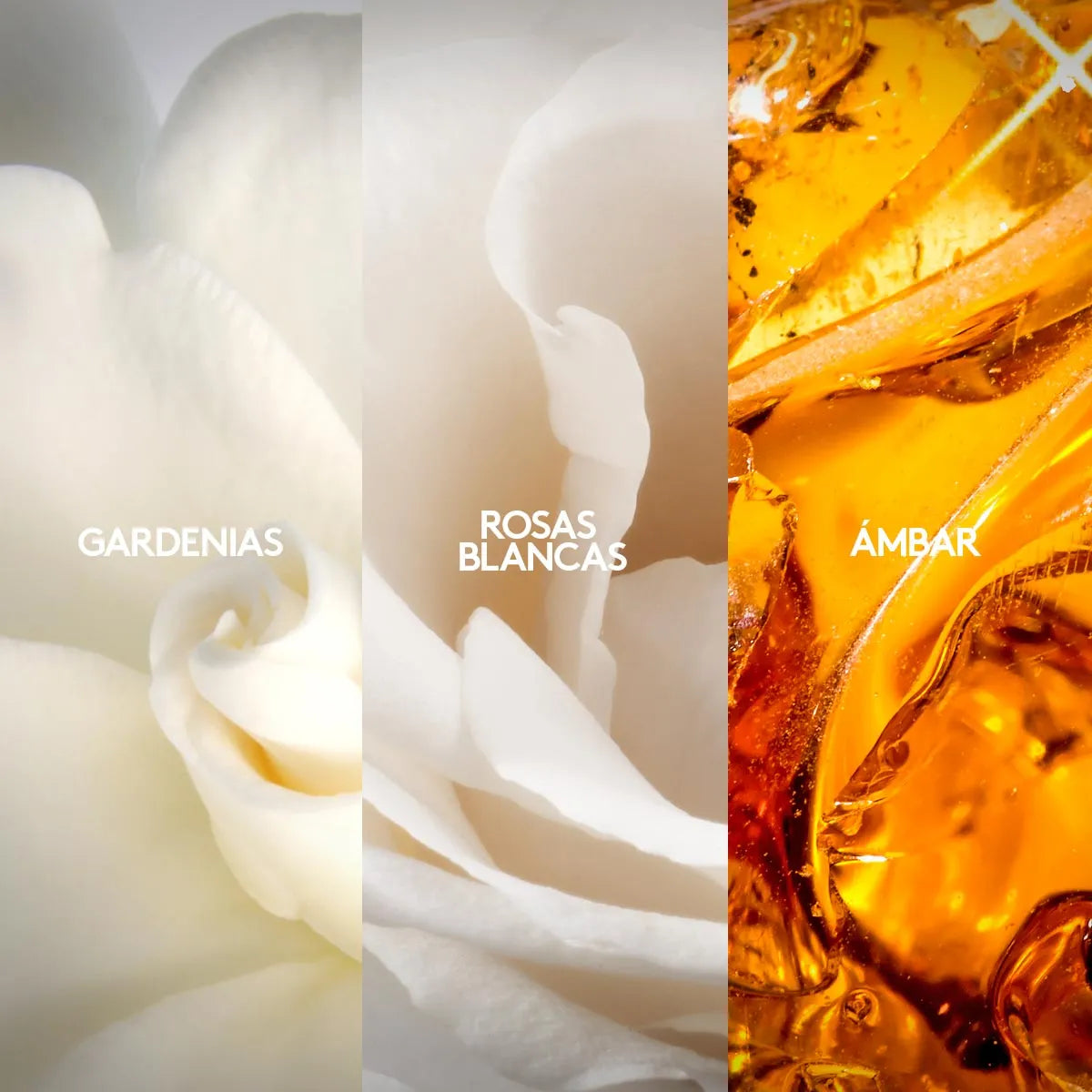 Perfume Fiori 50 ml
